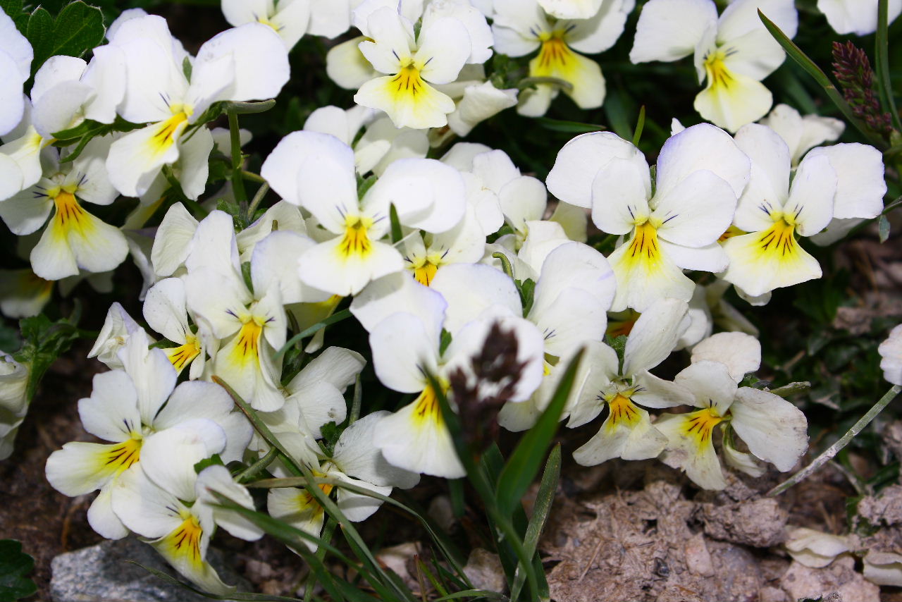 Viola calcarata